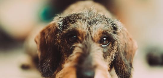 Fotografía mirada perro