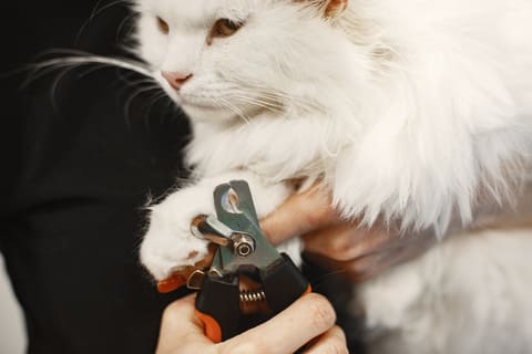 Peluquería Felina