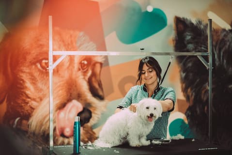 Nadine Vico cortando el pelo a un perro